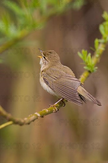 Willow warbler