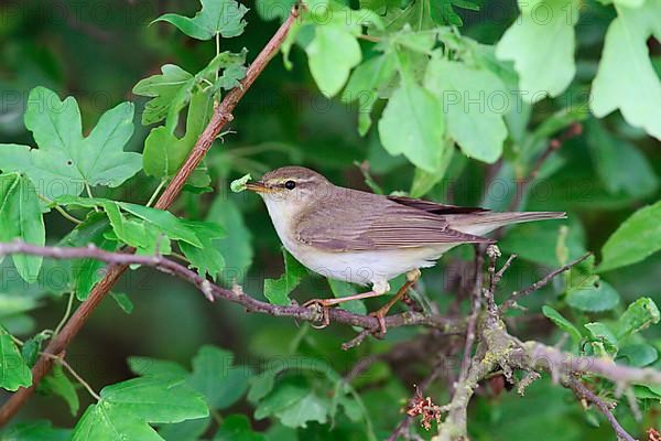 Willow warbler