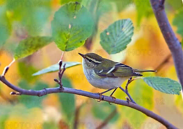 Yellow-browed Warbler