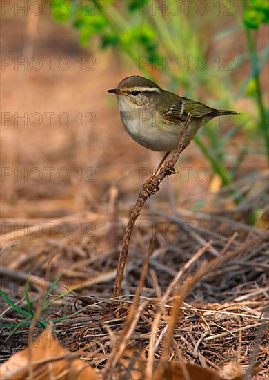 Yellow-browed Warbler