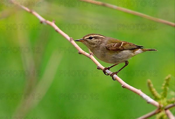 Yellow-browed Warbler