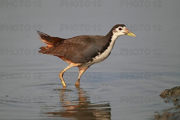 White-breasted Waterhen