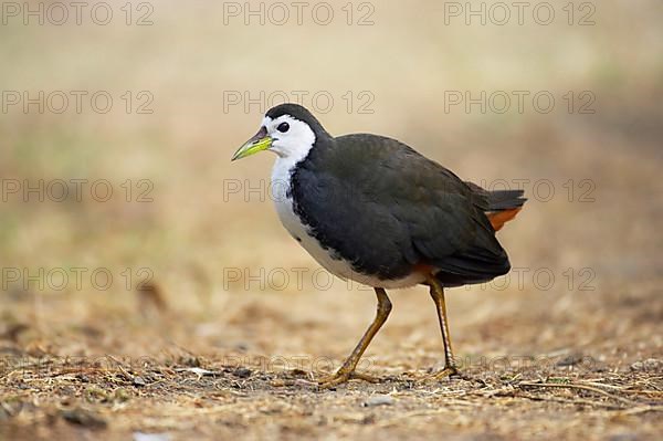 White-breasted Waterhen