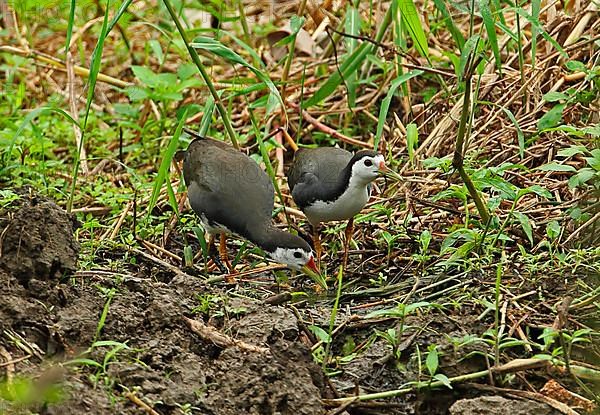 White-breasted Water Hen