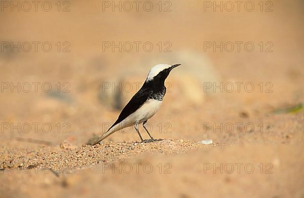 Hooded Wheatear