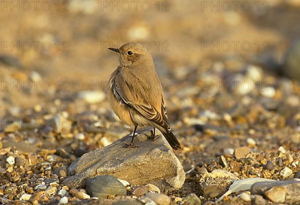 Desert wheatear