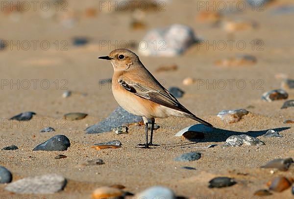 Desert wheatear