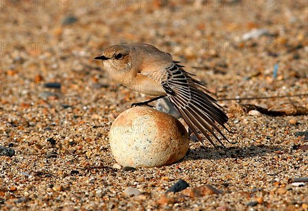 Desert wheatear