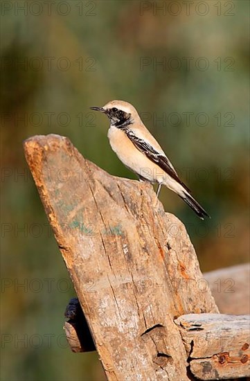 Desert wheatear