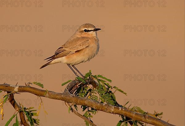 Desert wheatear