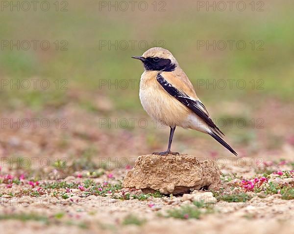 Desert wheatear