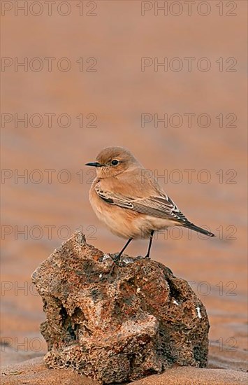 Desert Wheatear