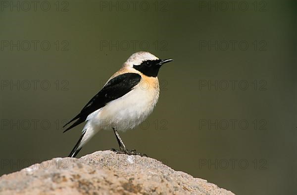 Black-eared Wheatear