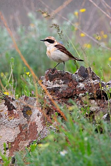 Eastern black-eared wheatear