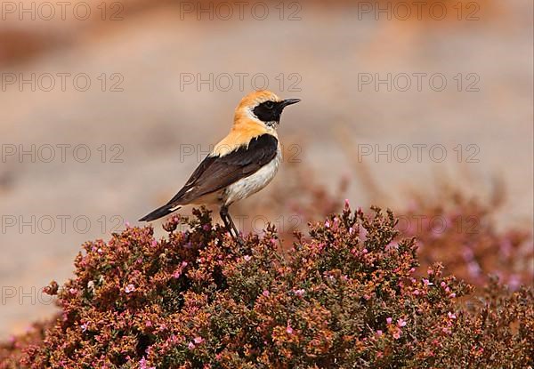 Black-eared Wheatear