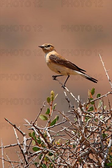 Black-eared Wheatear