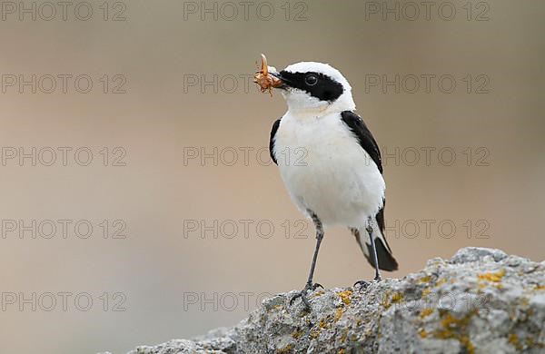 Black-eared wheatear