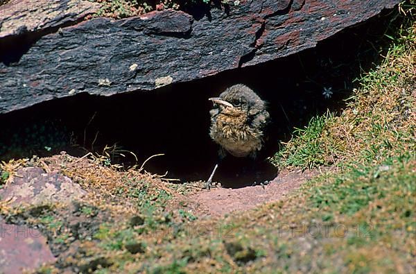 Northern northern wheatear