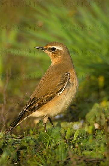 Northern wheatear