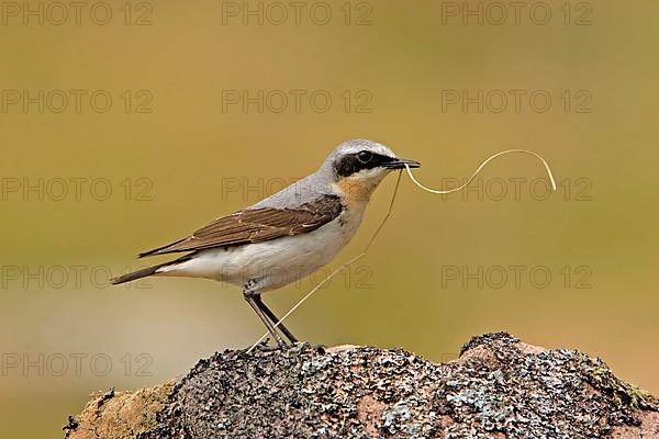 Northern wheatear