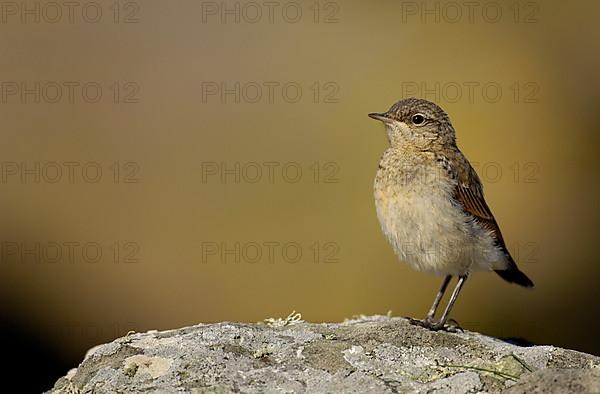 Northern Wheatear