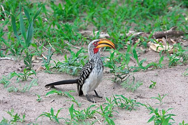 Southern yellow-billed hornbill