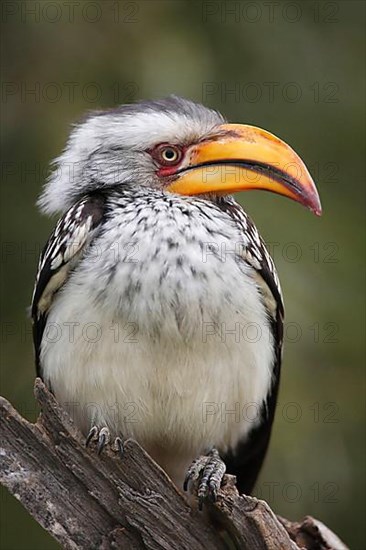 Southern yellow-billed hornbill