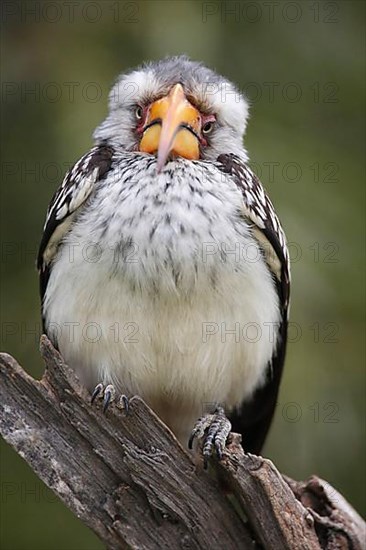 Southern yellow-billed hornbill