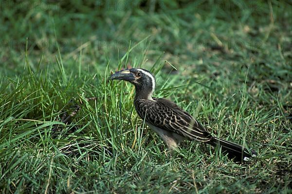 African grey hornbill