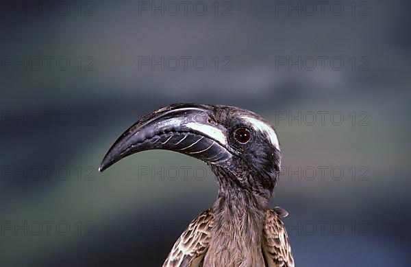 African grey hornbill