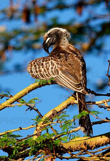 African Grey Hornbill