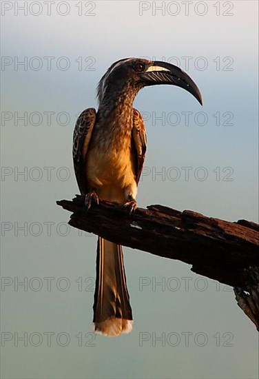 African Grey Hornbill