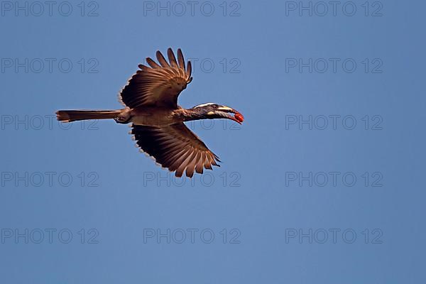 African african grey hornbill