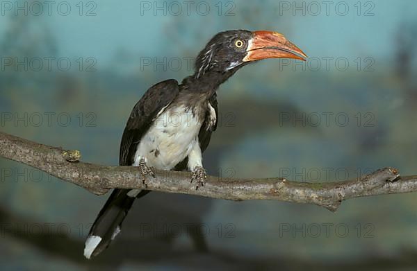 Crowned hornbill