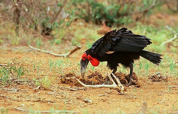 Bucorvus cafer