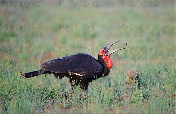 Bucorvus cafer