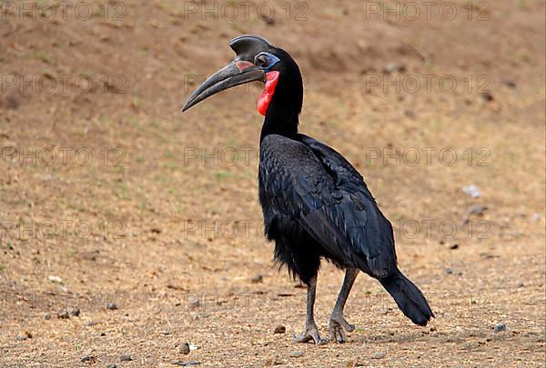 Abyssinian Ground Hornbill