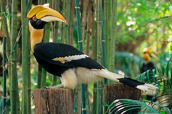 Great hornbill