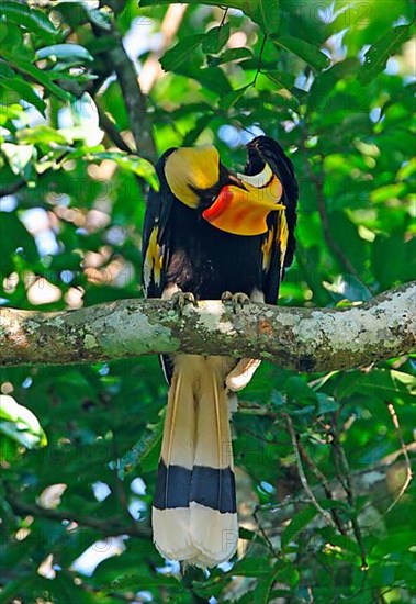 Great Hornbill