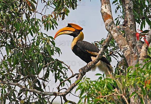 Great Hornbill