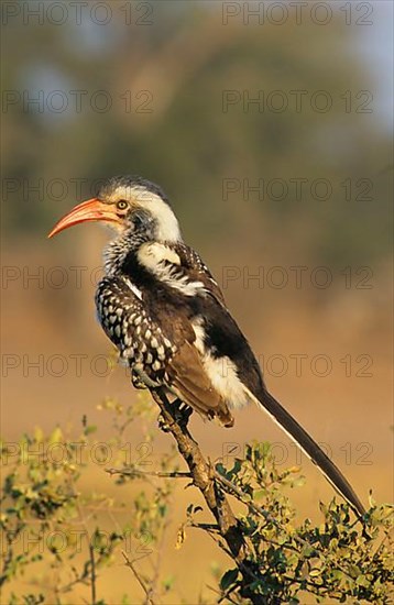 Red-billed hornbills