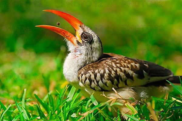 Red-billed Hornbill