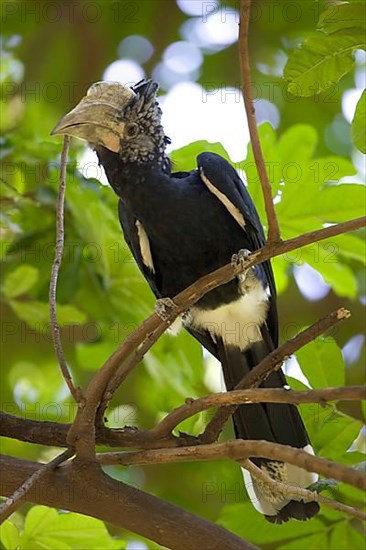 Silvery-cheeked Hornbill