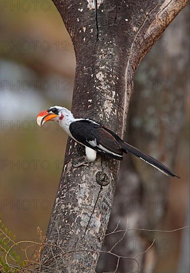 Von Der Decken's Hornbill