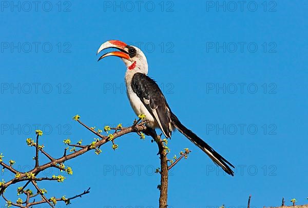 Von Der Decken's Hornbill