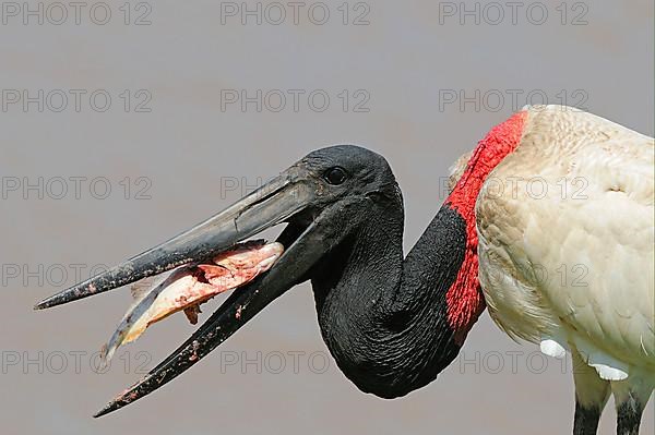 Jabiru