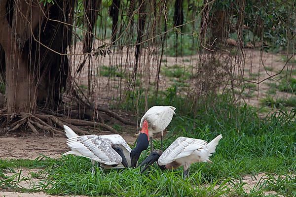 Jabiru