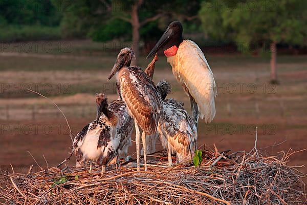 Jabiru