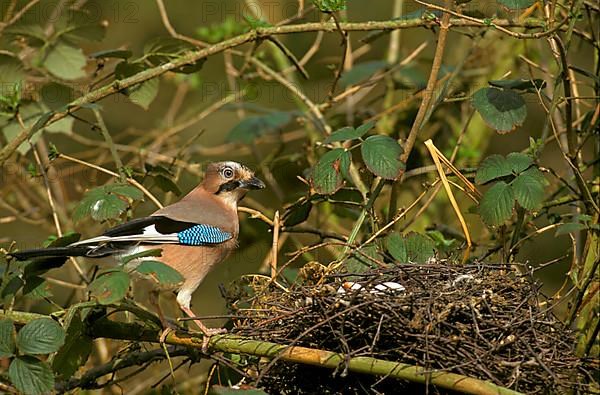 Eurasian jay