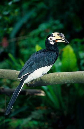 Oriental pied hornbills